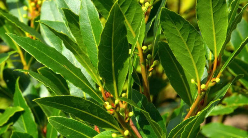 Laurel Leaf A Miracle Made Tea That Protects Against Cancer By