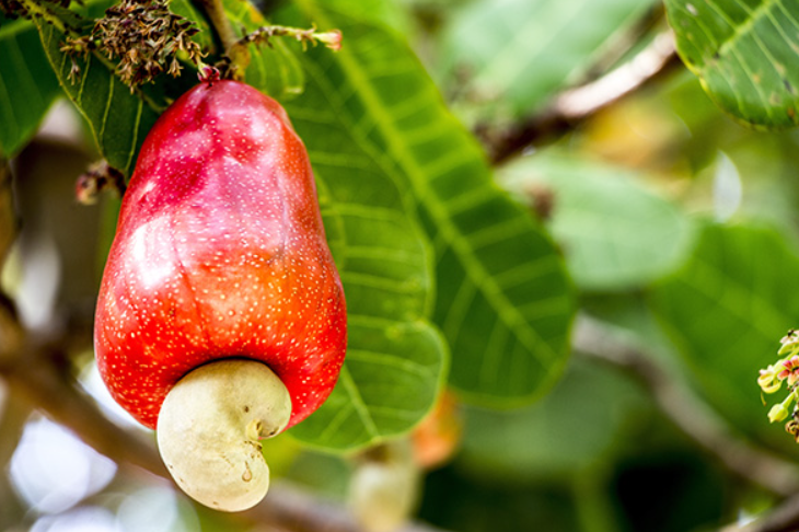 Cashew nuts