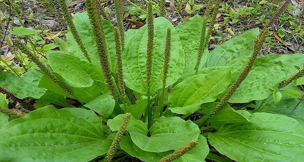 Plantain plant