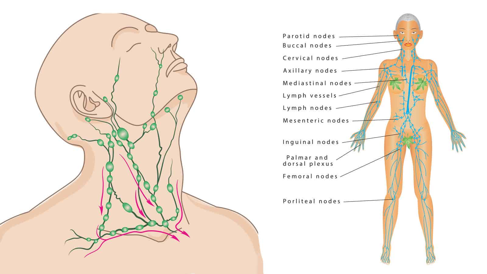 lymphatic system