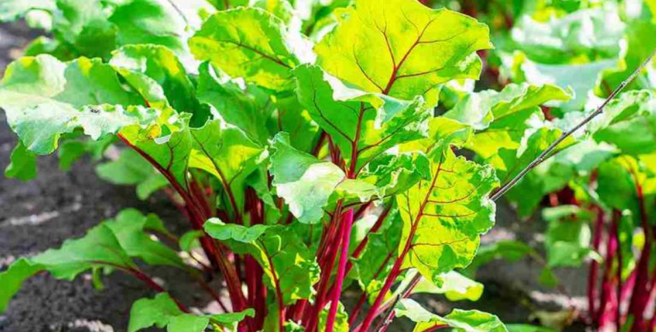 beetroot leaves