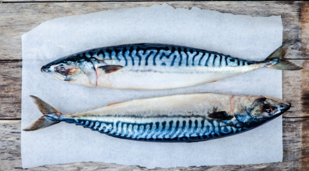 Mackerel