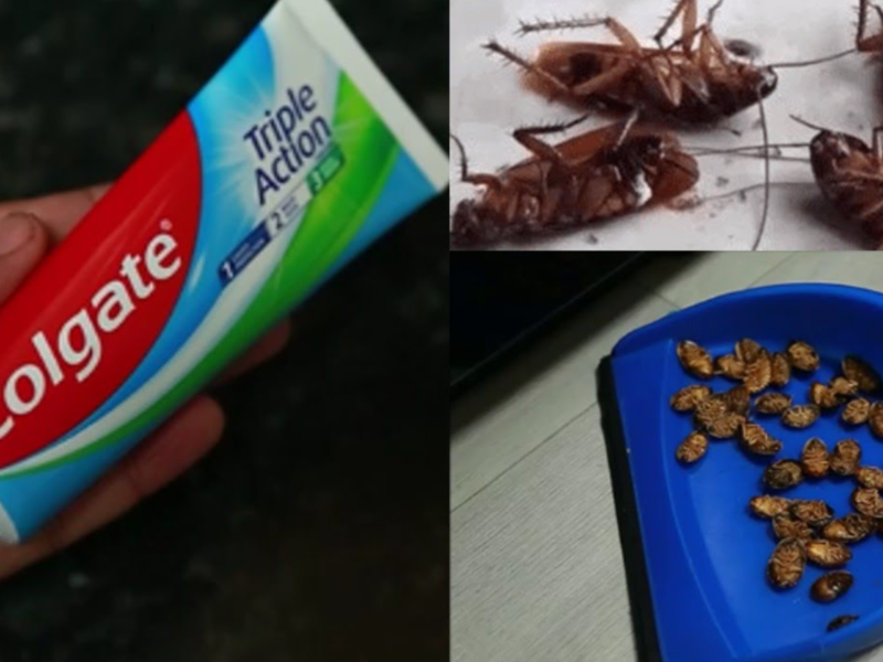 cockroaches