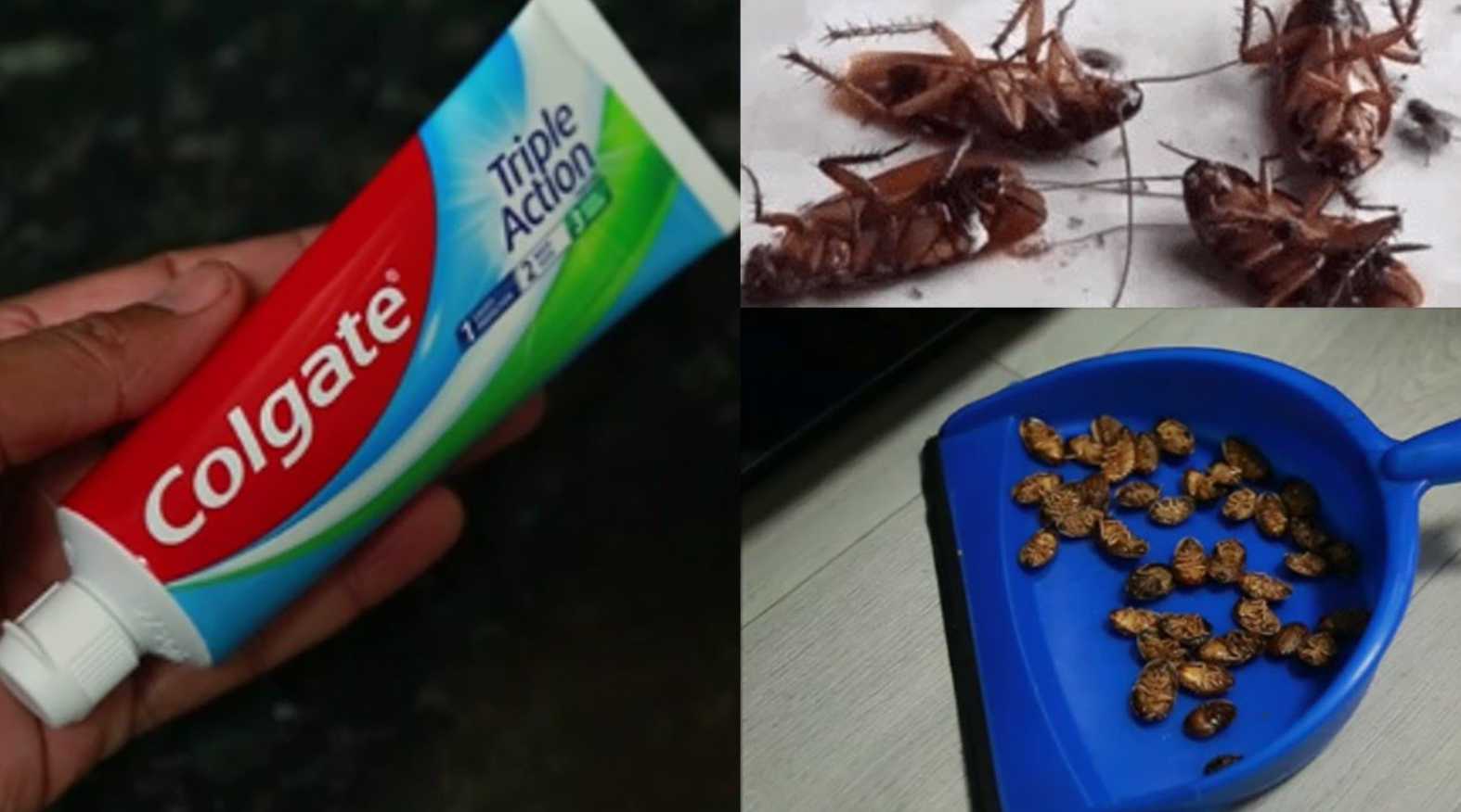 cockroaches