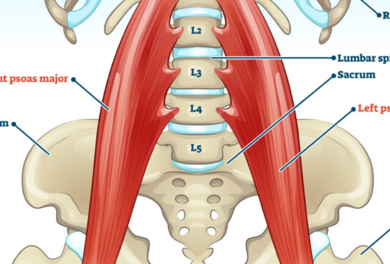 psoas