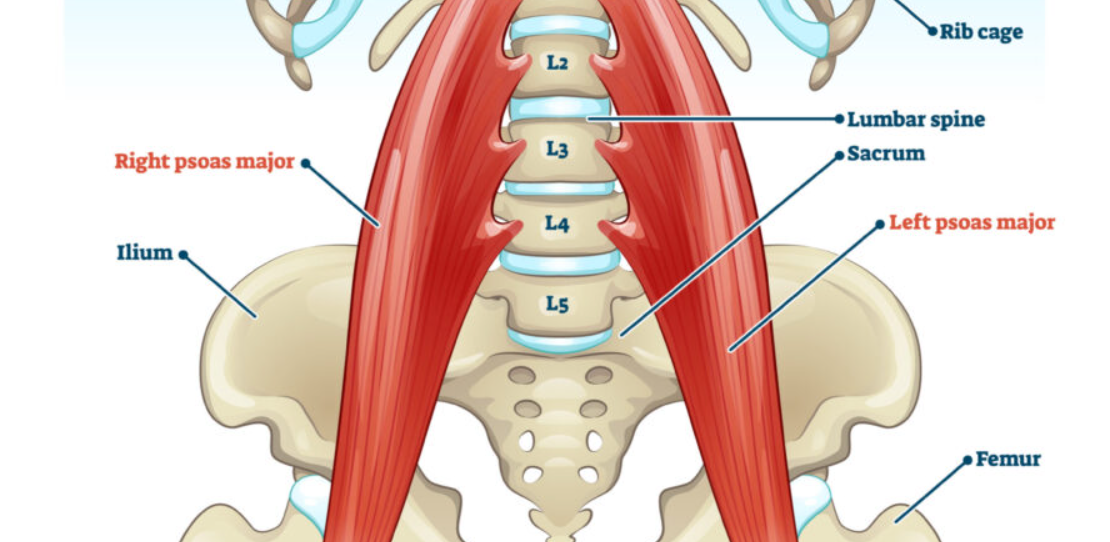 psoas