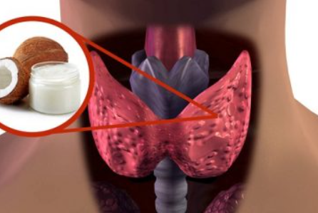 thyroid gland