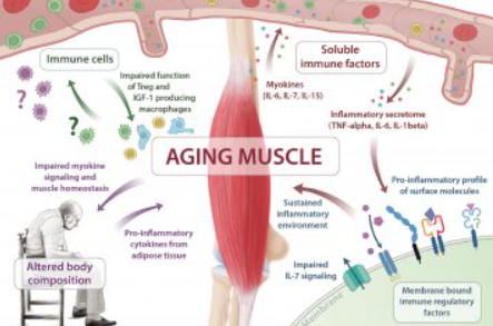 Inflammation and Infection