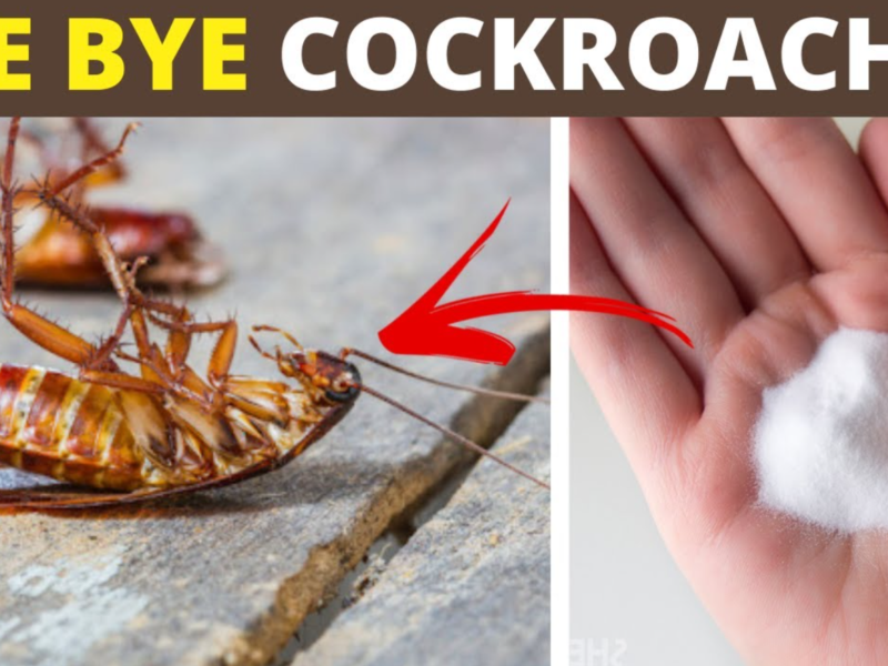 Cockroaches