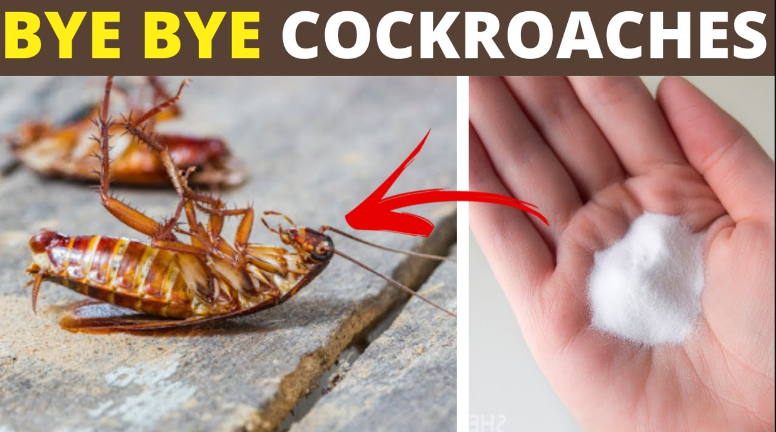 Cockroaches