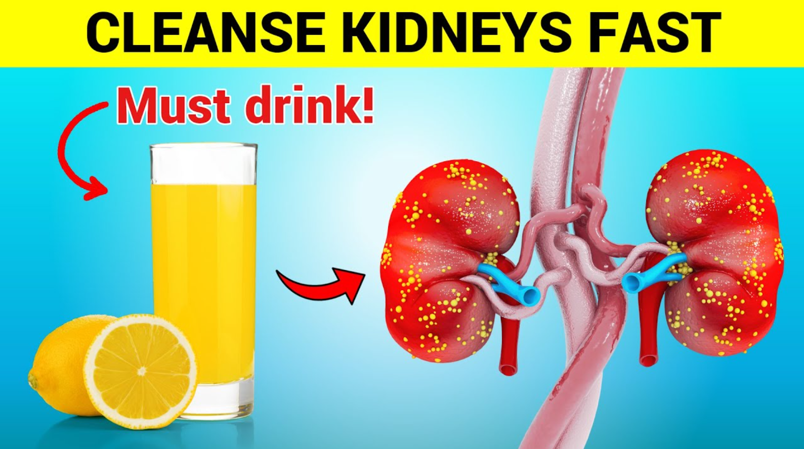 kidneys