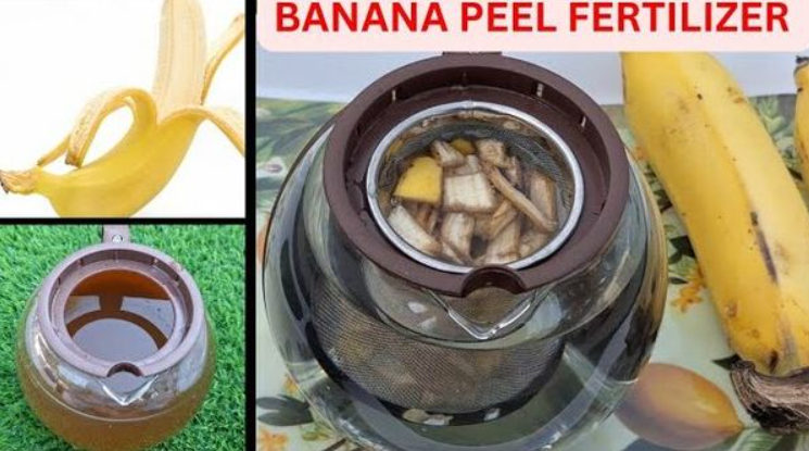 Banana Peel Fertiliser