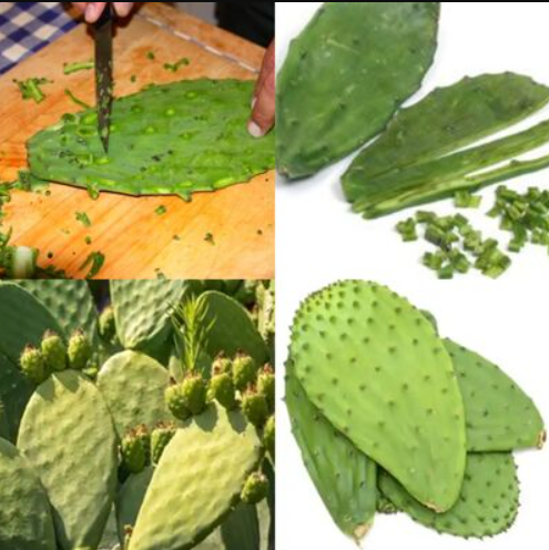 Nopal