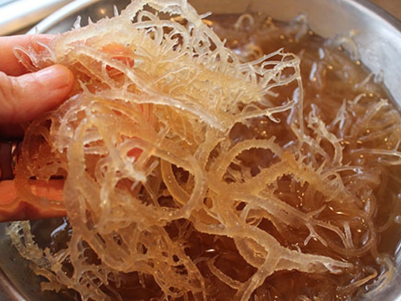 Sea moss gel