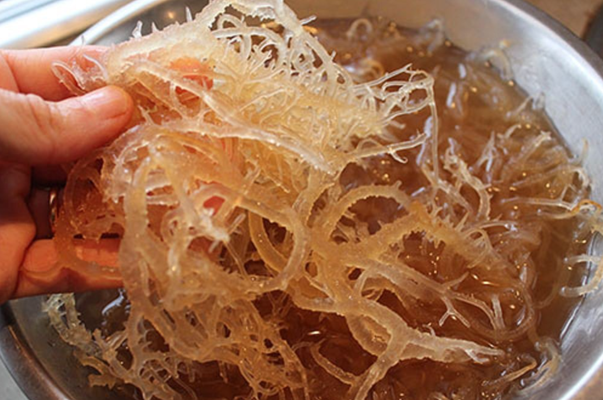 Sea moss gel