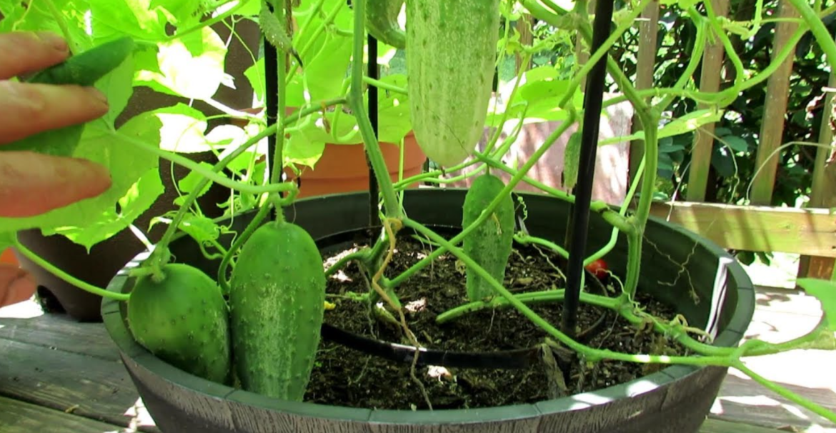 young cucumbers