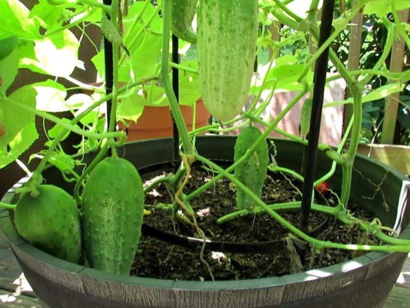 young cucumbers