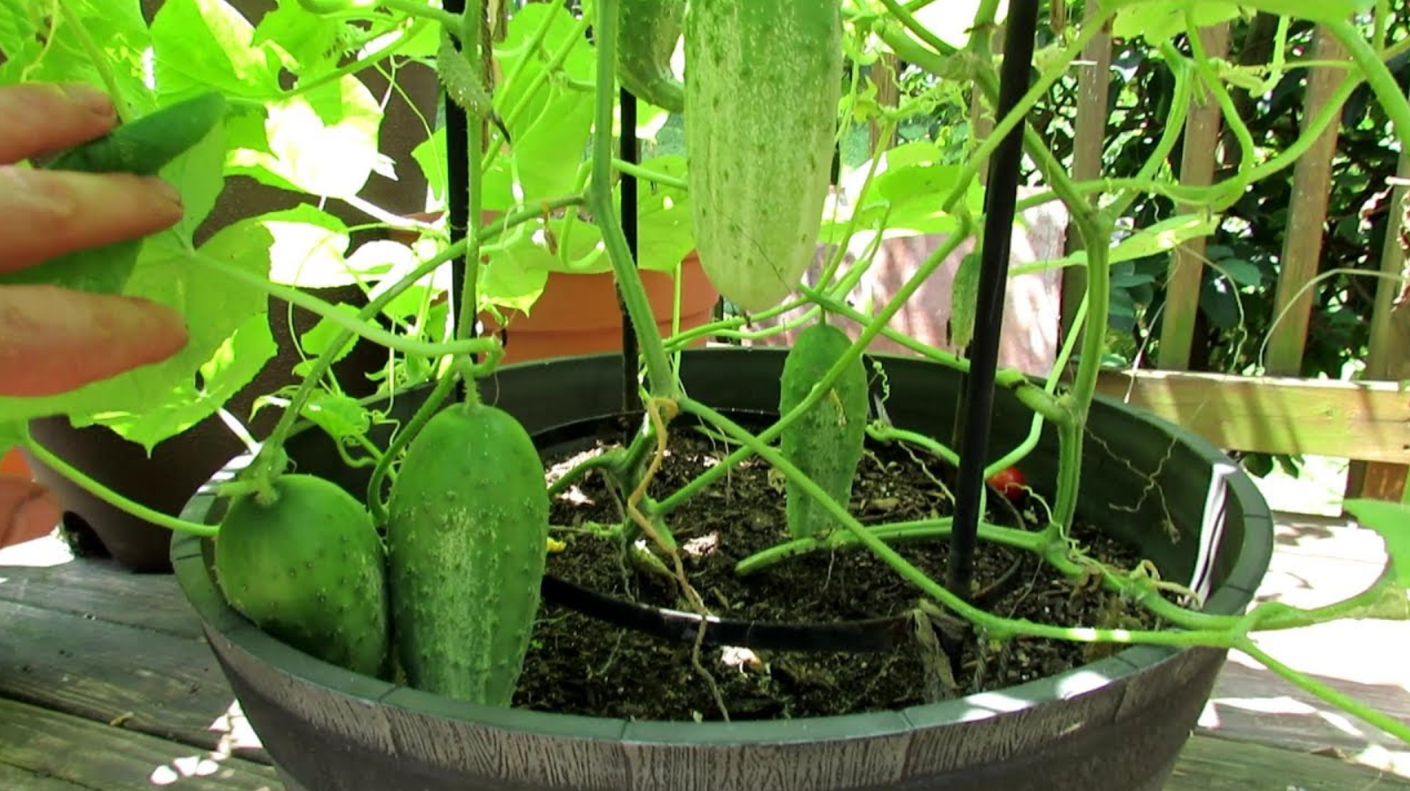 young cucumbers