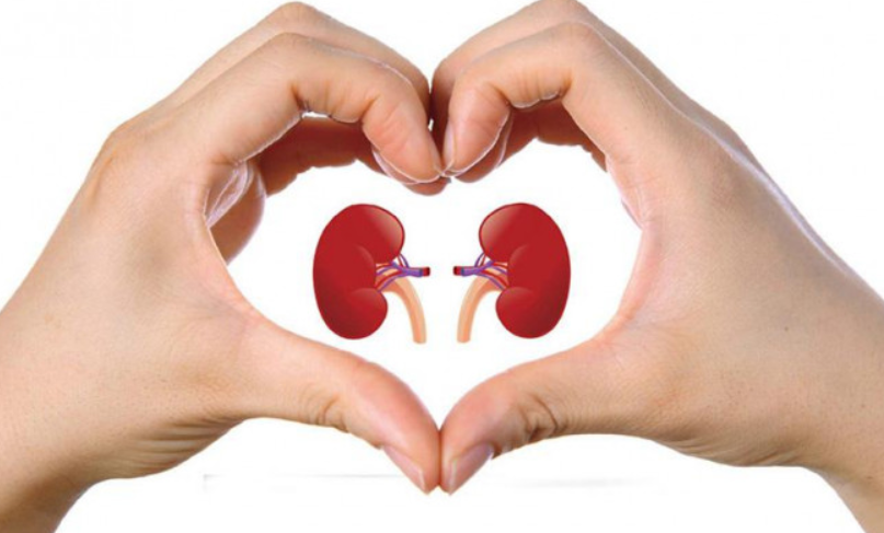 kidneys