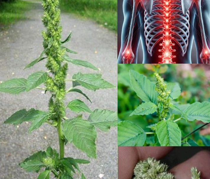 Pigweed